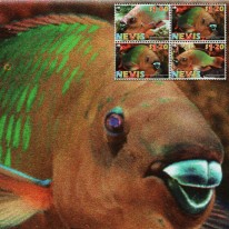 Ryba Skarus Tęczowy WWF