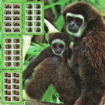 Gibbon Białoręki WWF