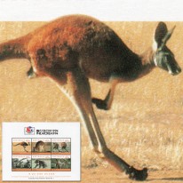 Kangur Koala Philakorea