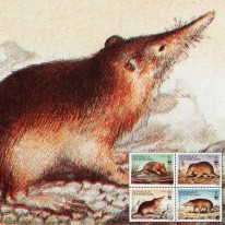Almik Haitański WWF