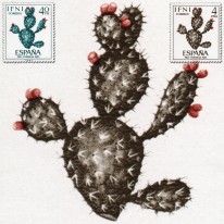 Kaktus Opuncja Figowa