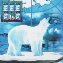 Niedźwiedź Polarny