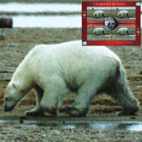 Niedźwiedź Polarny Klimat