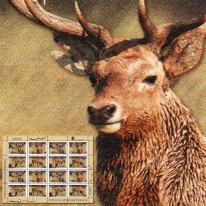 Jeleń Kaszmirski WWF