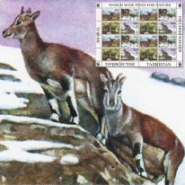 Nahur Górski WWF