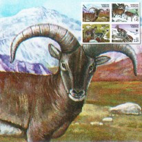 Nahur Górski WWF