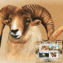 Owca Dzika Argali