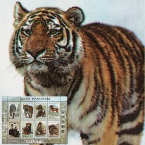 Irbis Panda Tygrys Manul