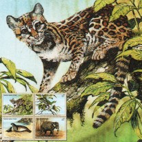 Słoń Ocelot Mniszka Szklarnik