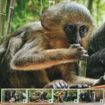 Koczkodan Sowiogłowy WWF