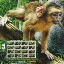 Koczkodan Sowiogłowy WWF