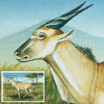 Antylopa Eland Zwyczajny
