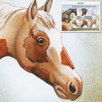 Konie Arabski Mustang Shire