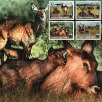 Kob Defassa WWF