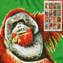 Małpy Szympans Orangutan