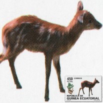 Sitatunga Sawannowa