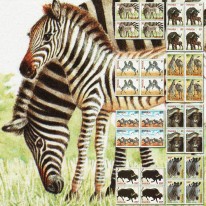 Zebra Stepowa i Bawół...