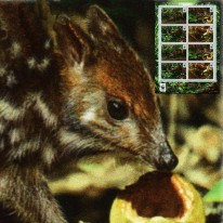 Wodnokanczyl Afrykański WWF