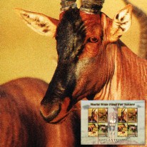 Sasebi Masajski WWF
