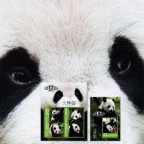 Panda Wielka Beijing’12