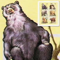 Niedźwiedzie Grizzly Panda