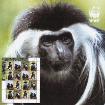 Małpa Gereza Angolańska WWF