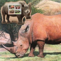 Nosorożec Biały WWF