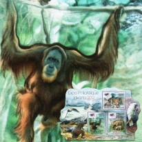 Tygrys Słoń Orangutan...