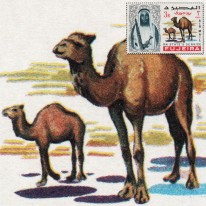 Emir i Wielbłądy