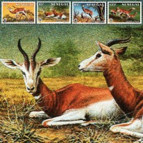 Gazelka Płocha WWF
