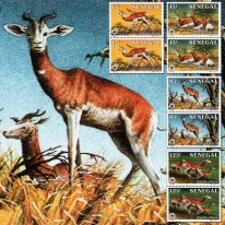 Gazelka Płocha WWF