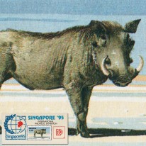 Guziec Pustynny Singapore’95