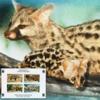 Cyweta i Żeneta WWF