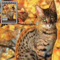 Kot Savannah