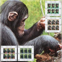Szympans WWF