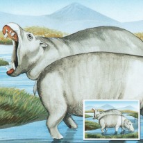 Hipopotam Nilowy
