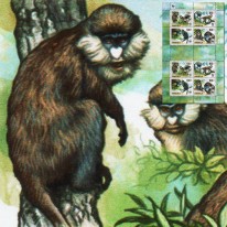 Koczkodany WWF