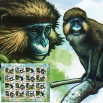 Koczkodany WWF