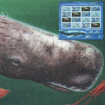 Delfiny Kaszalot Butlonos