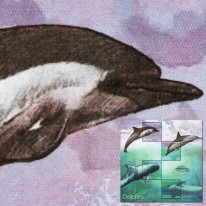Delfiny Grindwal Fereza