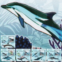 Delfiny Delfinek Steno
