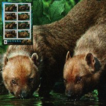 Pakożer Leśny WWF