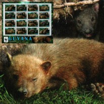 Pakożer Leśny WWF