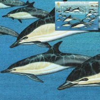 Delfiny