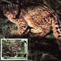 Pandka Lamparcik Małpa Lutung