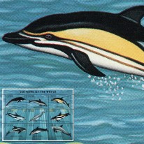 Delfiny