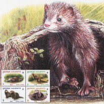 Norka Europejska WWF