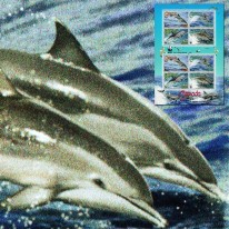 Delfinek Nadobny WWF