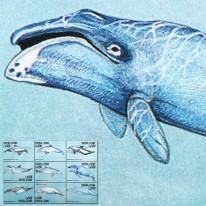Walenie Płetwal Delfin Tonin