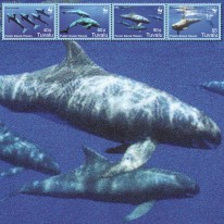 Delfin Fereza Mała WWF